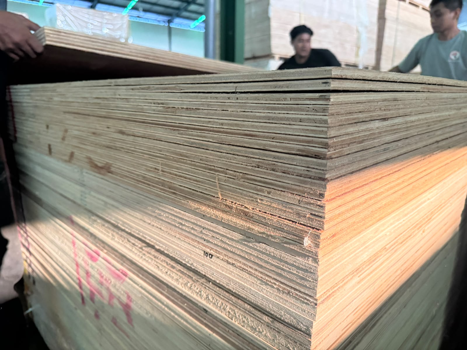 Tim Sumber Rejo menyiapkan papan kayu olahan untuk pengiriman